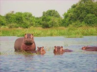 Murchison Falls NP -Уганда